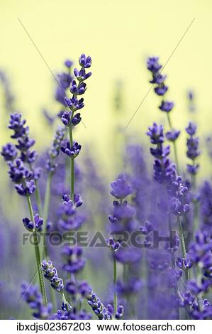 "Lavender (Lavandula angustifolia, Syn. Lavandula officinalis, Lavandula vera)" View Large Photo Image Stock Image - "Lavender (Lavandula angustifolia, Syn. Lavandula officinalis, Lavandula vera)". Fotosearch