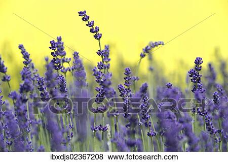 "Lavender (Lavandula angustifolia, Syn. Lavandula officinalis, Lavandula vera)" View Large Photo Image Stock Photo - "Lavender (Lavandula angustifolia, Syn. Lavandula officinalis, Lavandula vera)". Fotosearch