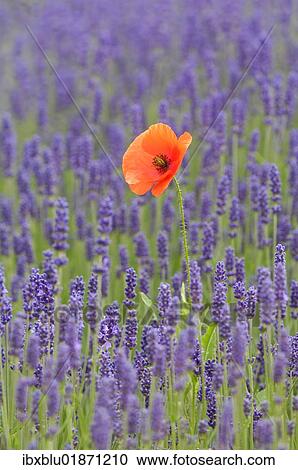 Lavender (Lavandula angustifolia) with Common Poppy or Corn Poppy (Papaver rhoeas) View Large Photo Image Stock Image - Lavender (Lavandula angustifolia) with Common Poppy or Corn Poppy (Papaver rhoeas). Fotosearch