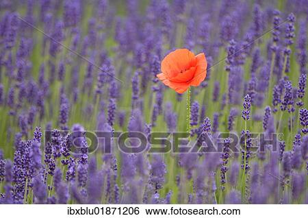 Lavender (Lavandula angustifolia) with Common Poppy or Corn Poppy (Papaver rhoeas) View Large Photo Image Stock Photograph - Lavender (Lavandula angustifolia) with Common Poppy or Corn Poppy (Papaver rhoeas). Fotosearch