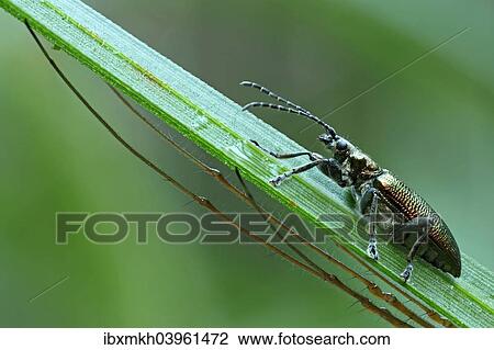 "Leaf Beetle (Donacia spec. ) with the legs of a Longjawed Orbweaver (Tetragnatha extensa), Hesse, Germany, Europe" View Large Photo Image Stock Image - "Leaf Beetle (Donacia spec. ) with the legs of a Longjawed Orbweaver (Tetragnatha extensa), Hesse, Germany, Europe". Fotosearch