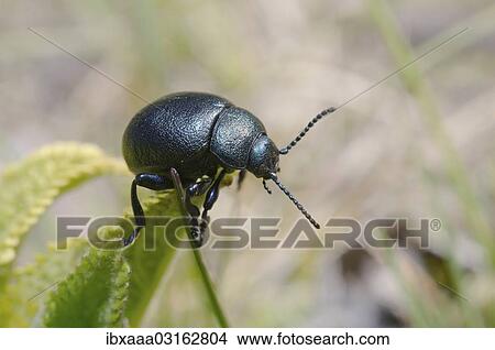 "Leaf beetle (Timarcha tenebrionis), Odessa Oblast, Ukraine, Europe" View Large Photo Image Picture - "Leaf beetle (Timarcha tenebrionis), Odessa Oblast, Ukraine, Europe". Fotosearch