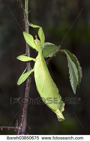 "Leaf Insect or Walking Leaf (Phyllium sp. ), butterfly house, Forgaria nel Friuli, Udine province, Italy, Europe" View Large Photo Image Stock Photography - "Leaf Insect or Walking Leaf (Phyllium sp. ), butterfly house, Forgaria nel Friuli, Udine province, Italy, Europe". Fotosearch