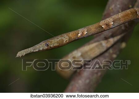 "Leaf-nosed Snake (Langaha madagaskariensis), female, Madagascar, Africa" View Large Photo Image Stock Image - "Leaf-nosed Snake (Langaha madagaskariensis), female, Madagascar, Africa". Fotosearch