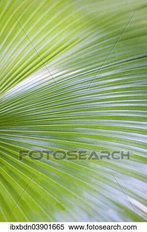 "Leaf of a palm tree, Licuala peltata Roxb., Thailand, Asia" View Large Photo Image Stock Photography - "Leaf of a palm tree, Licuala peltata Roxb., Thailand, Asia". Fotosearch