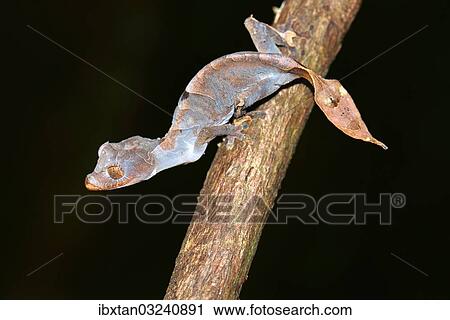 Stock Image - "Leaf-tailed Gecko (Uroplatus ebenaui ssp. ), Nord-Madagaskar, Madagascar, Africa". Fotosearch