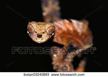 Stock Image - "Leaf-tailed Gecko (Uroplatus fiavana), Nord-Madagaskar, Madagascar, Africa". Fotosearch