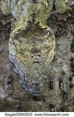 "Leaf-tailed Gecko (Uroplatus fimbriatus), Madagascar, Africa" View Large Photo Image Stock Image - "Leaf-tailed Gecko (Uroplatus fimbriatus), Madagascar, Africa". Fotosearch