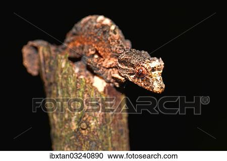"Leaf-tailed Gecko (Uroplatus alluaudi), Nord-Madagaskar, Madagascar, Africa" View Large Photo Image Stock Image - "Leaf-tailed Gecko (Uroplatus alluaudi), Nord-Madagaskar, Madagascar, Africa". Fotosearch