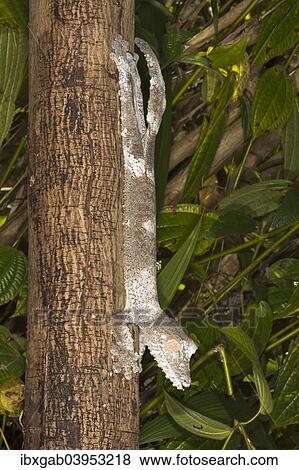 Stock Photo - "Leaf-tailed Gecko (Uroplatus fimbriatus), Madagascar, Africa". Fotosearch