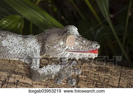 Stock Photo - "Leaf-tailed Gecko (Uroplatus fimbriatus), Madagascar, Africa". Fotosearch