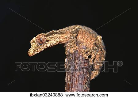 "Leaf-tailed Gecko (Uroplatus alluaudi), Nord-Madagaskar, Madagascar, Africa" View Large Photo Image Stock Photo - "Leaf-tailed Gecko (Uroplatus alluaudi), Nord-Madagaskar, Madagascar, Africa". Fotosearch
