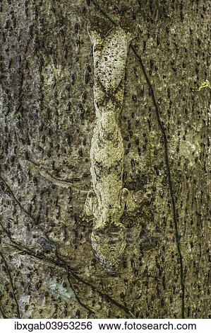 "Leaf-tailed Gecko (Uroplatus fimbriatus), Madagascar, Africa" View Large Photo Image Stock Photograph - "Leaf-tailed Gecko (Uroplatus fimbriatus), Madagascar, Africa". Fotosearch
