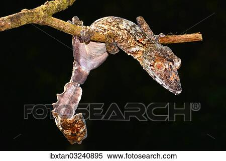 Stock Photography - "Leaf-tailed Gecko (Uroplatus giganteaus), Nord-Madagaskar, Madagascar, Africa". Fotosearch