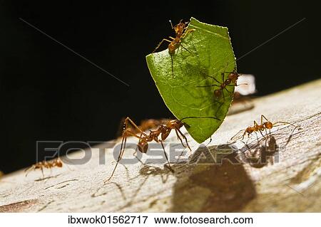 "Leafcutter Ant (Atta cephalotes) carrying a piece of a leaf and smaller ants defending against Phorid flies, rainforest, Costa Rica, Central America, North America" View Large Photo Image Stock Photo - "Leafcutter Ant (Atta cephalotes) carrying a piece of a leaf and smaller ants defending against Phorid flies, rainforest, Costa Rica, Central America, North America". Fotosearch