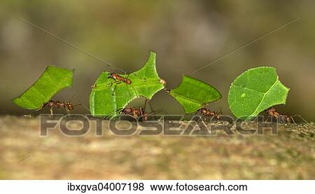 "Leafcutter Ants (Atta cephalotes), workers carrying leaf segments to their nest, Tambopata Nature Reserve, Madre de Dios Region, Peru, South America" View Large Photo Image Stock Photo - "Leafcutter Ants (Atta cephalotes), workers carrying leaf segments to their nest, Tambopata Nature Reserve, Madre de Dios Region, Peru, South America". Fotosearch