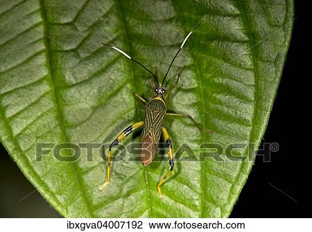 "Leaffooted Bug, Nematopodini species (Coreidae sp. ), Tambopata Nature Reserve, Madre de Dios Region, Peru, South America" View Large Photo Image Stock Image - "Leaffooted Bug, Nematopodini species (Coreidae sp. ), Tambopata Nature Reserve, Madre de Dios Region, Peru, South America". Fotosearch