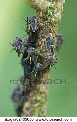 "Leafhopper (Cicadellidae), Tandayapa region, Andean cloud forest, Ecuador, South America" View Large Photo Image Stock Image - "Leafhopper (Cicadellidae), Tandayapa region, Andean cloud forest, Ecuador, South America". Fotosearch