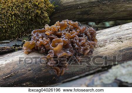 "Leafy brain (Tremella foliacea), fruiting bodies on dead wood, Monchbruch Nature Reserve, Hesse, Germany, Europe" View Large Photo Image Stock Photograph - "Leafy brain (Tremella foliacea), fruiting bodies on dead wood, Monchbruch Nature Reserve, Hesse, Germany, Europe". Fotosearch