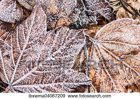 Leaves covered with hoarfrost View Large Photo Image Stock Photo - Leaves covered with hoarfrost. Fotosearch