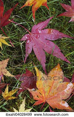 "Leaves in autumn, United States, North America" View Large Photo Image Stock Photo - "Leaves in autumn, United States, North America". Fotosearch