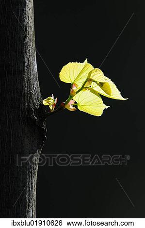 Leaves of a Broad-leaved lime tree (Tilia platyphyllos) View Large Photo Image Stock Photograph - Leaves of a Broad-leaved lime tree (Tilia platyphyllos). Fotosearch