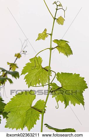 Stock Image - "Leaves of a Grapevine (Vitis vinifera), Obersoellbach, Hohenlohe, Baden-Wuerttemberg, Germany, Europe". Fotosearch