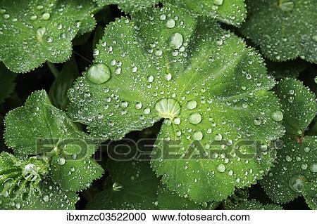 "Leaves of a Lady's Mantle (Alchemilla) with water drops, Eckental, Middle Franconia, Bavaria, Germany, Europe" View Large Photo Image Stock Image - "Leaves of a Lady's Mantle (Alchemilla) with water drops, Eckental, Middle Franconia, Bavaria, Germany, Europe". Fotosearch