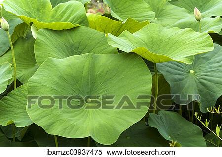 "Leaves of a Lotus flower (Nelumbo), Bavaria, Germany, Europe" View Large Photo Image Stock Photography - "Leaves of a Lotus flower (Nelumbo), Bavaria, Germany, Europe". Fotosearch