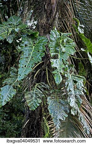 "Leaves of epiphytic Giant Philodendron (Philodendron maximum), Tambopata Nature Reserve, Madre de Dios Region, Peru, South America" View Large Photo Image Stock Image - "Leaves of epiphytic Giant Philodendron (Philodendron maximum), Tambopata Nature Reserve, Madre de Dios Region, Peru, South America". Fotosearch