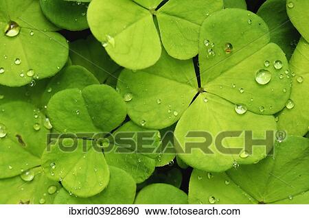 Leaves of the wood sorrel (Oxalis acetosella) with dew drops View Large Photo Image Stock Image - Leaves of the wood sorrel (Oxalis acetosella) with dew drops. Fotosearch