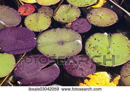 Leaves of Water Lilies (Nymphaea) View Large Photo Image Stock Photo - Leaves of Water Lilies (Nymphaea). Fotosearch