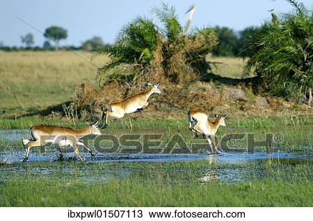 Stock Image - "Lechwe or Southern Lechwe (Kobus leche), Okavango Delta, Botswana, Africa". Fotosearch