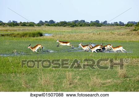 "Lechwe or Southern Lechwe (Kobus leche), Okavango Delta, Botswana, Africa" View Large Photo Image Stock Photo - "Lechwe or Southern Lechwe (Kobus leche), Okavango Delta, Botswana, Africa". Fotosearch