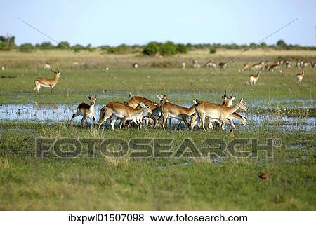 Stock Photo - "Lechwe or Southern Lechwe (Kobus leche), Okavango Delta, Botswana, Africa". Fotosearch