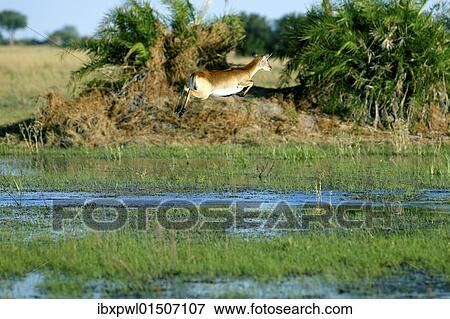 "Lechwe or Southern Lechwe (Kobus leche), Okavango Delta, Botswana, Africa" View Large Photo Image Stock Photo - "Lechwe or Southern Lechwe (Kobus leche), Okavango Delta, Botswana, Africa". Fotosearch