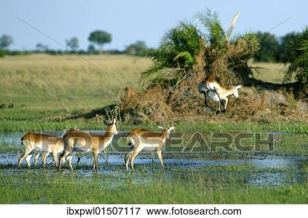 Stock Photo - "Lechwe or Southern Lechwe (Kobus leche), Okavango Delta, Botswana, Africa". Fotosearch