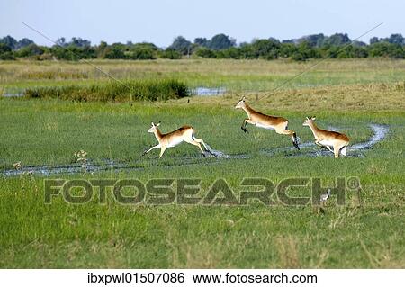 "Lechwe or Southern Lechwe (Kobus leche), Okavango Delta, Botswana, Africa" View Large Photo Image Stock Photograph - "Lechwe or Southern Lechwe (Kobus leche), Okavango Delta, Botswana, Africa". Fotosearch