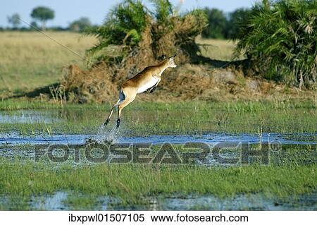 "Lechwe or Southern Lechwe (Kobus leche), Okavango Delta, Botswana, Africa" View Large Photo Image Stock Photography - "Lechwe or Southern Lechwe (Kobus leche), Okavango Delta, Botswana, Africa". Fotosearch