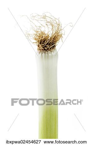Leek (Allium ampeloprasum) View Large Photo Image Stock Photo - Leek (Allium ampeloprasum). Fotosearch