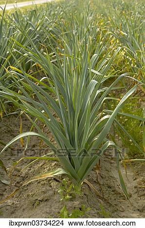 "Leeks growing in a field, Normandy, France, Europe" View Large Photo Image Picture - "Leeks growing in a field, Normandy, France, Europe". Fotosearch