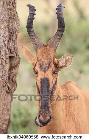"Lelwel Hartebeest (Alcelaphus buselaphus lelwel), Murchinson Falls National Park, Uganda, Africa" View Large Photo Image Stock Photo - "Lelwel Hartebeest (Alcelaphus buselaphus lelwel), Murchinson Falls National Park, Uganda, Africa". Fotosearch