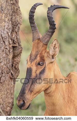 "Lelwel Hartebeest (Alcelaphus buselaphus lelwel), Murchinson Falls National Park, Uganda, Africa" View Large Photo Image Stock Photo - "Lelwel Hartebeest (Alcelaphus buselaphus lelwel), Murchinson Falls National Park, Uganda, Africa". Fotosearch