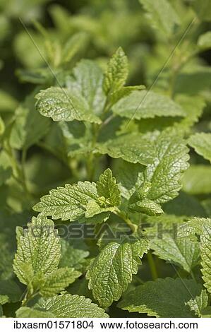 Picture - Lemon balm (Melissa officinalis). Fotosearch