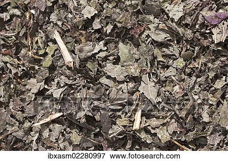 "Lemon balm tea, dried lemon balm (Melissa officinalis), herbal tea, medicinal tea" View Large Photo Image Stock Photo - "Lemon balm tea, dried lemon balm (Melissa officinalis), herbal tea, medicinal tea". Fotosearch
