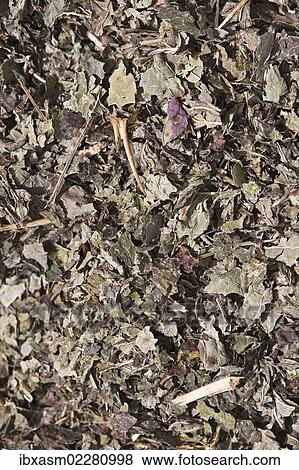 Stock Photo - "Lemon balm tea, dried lemon balm (Melissa officinalis), herbal tea, medicinal tea". Fotosearch