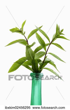 Lemon Verbena (Aloysia citrodora) View Large Photo Image Stock Photography - Lemon Verbena (Aloysia citrodora). Fotosearch