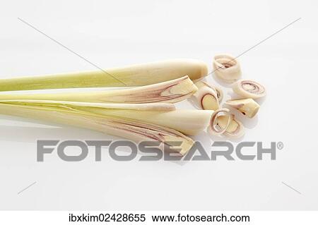 Lemongrass (Cymbopogon citratus) View Large Photo Image Stock Photography - Lemongrass (Cymbopogon citratus). Fotosearch