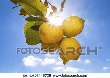 Stock Photograph - "Lemons hanging on a tree, sunlight, backlit, Palma de Mallorca, Llucmajor, Majorca, Balearic Islands, Spain, Europe". Fotosearch