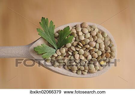 Lentils on a wooden spoon View Large Photo Image Stock Photo - Lentils on a wooden spoon. Fotosearch